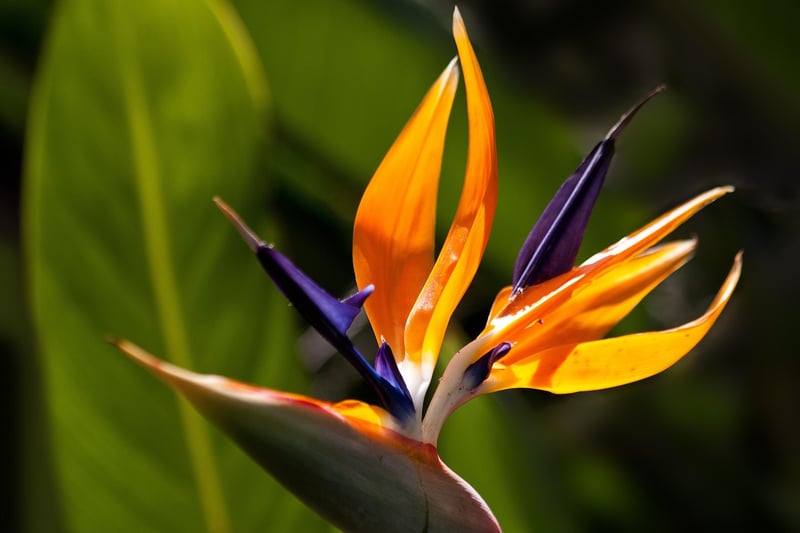 Botanical Paradise
