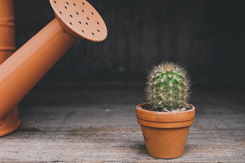 Watering Needs