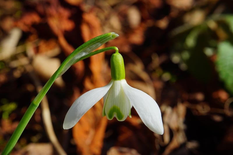 Spring Flowers