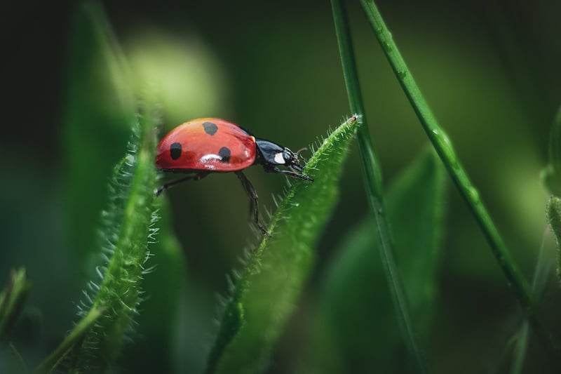 Ladybug